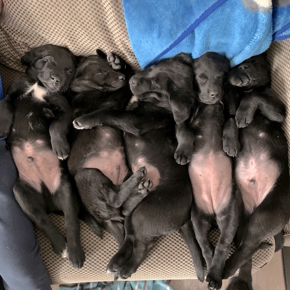 Meet your Posher, Tanya - Picture 1 of 2